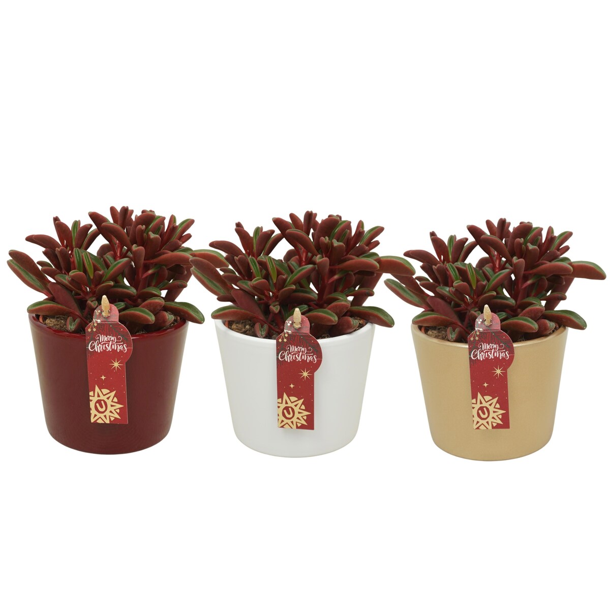 Zestaw 3 roślin Peperomia – świąteczna ceramika Ø10,5 cm | Wysokość 20 cm
