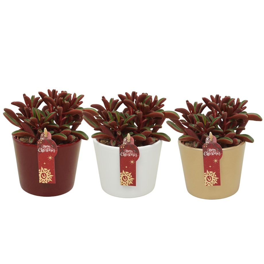Zestaw 3 roślin Peperomia – świąteczna ceramika Ø10,5 cm | Wysokość 20 cm