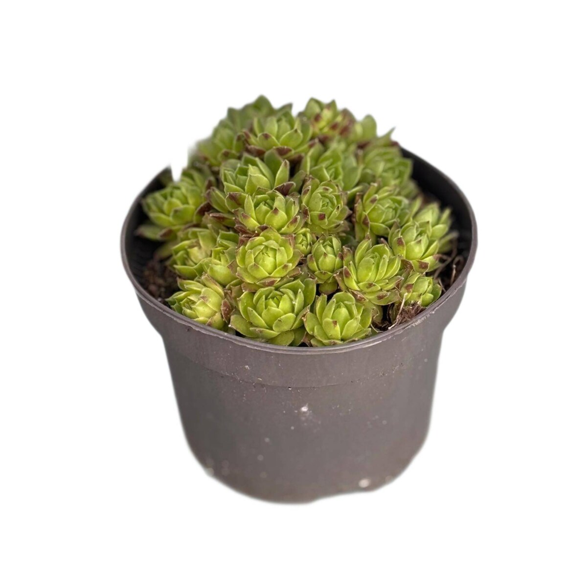 ROJNIK|Sempervivum doniczka 13cm wysokość 15cm