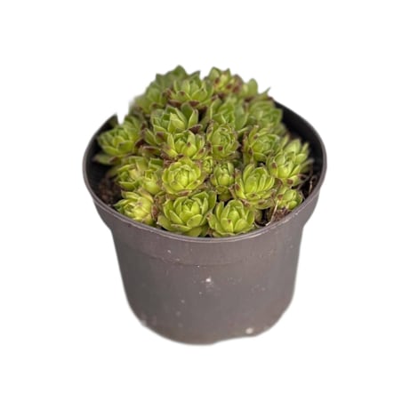 ROJNIK|Sempervivum doniczka 13cm wysokość 15cm