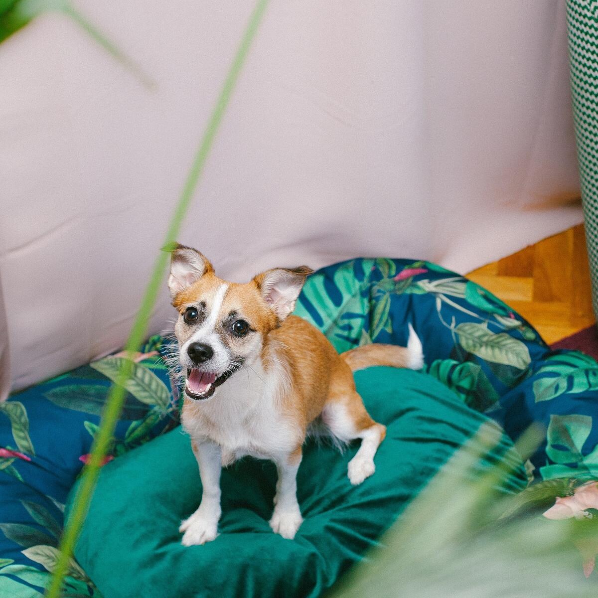 Ponton "Psikolaż" - Rozmiar: M