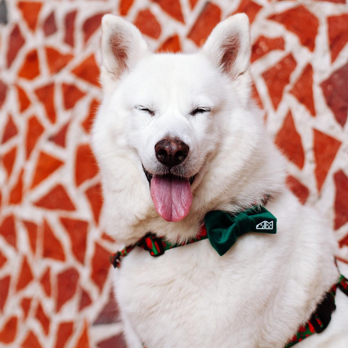 Muszka "Pracownik dydaktyczny AGH" - Rozmiar: M