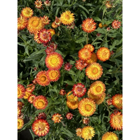 Suszona kocanka pomarańczowa