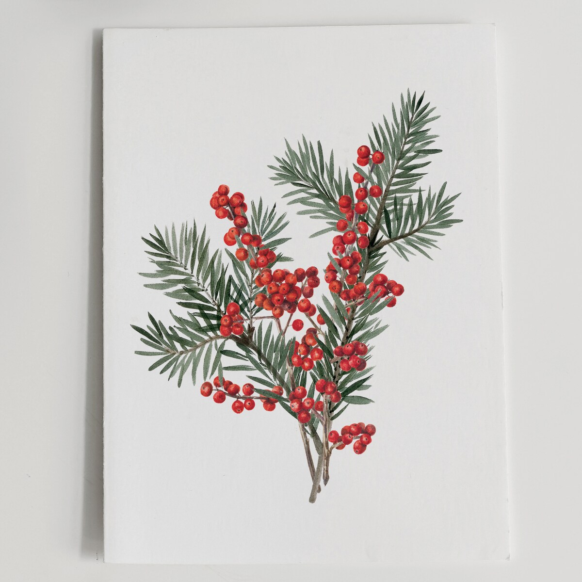 Plakat Gałązka sosny z ostrokrzewem 30x40cm