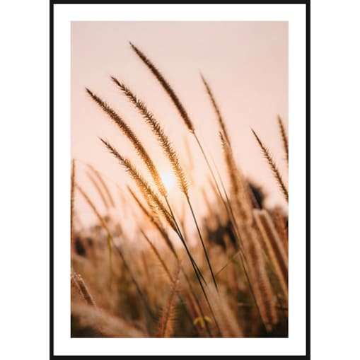 Poster Story, Plakat, Obraz - Trawy Zbóż o Zachodzie Słońca, wymiary 21 x 30 cm
