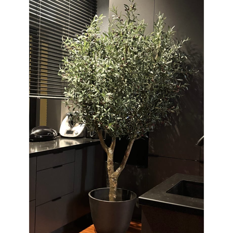 Drzewo oliwka na naturalnym pniu 240 cm - olbrzymia