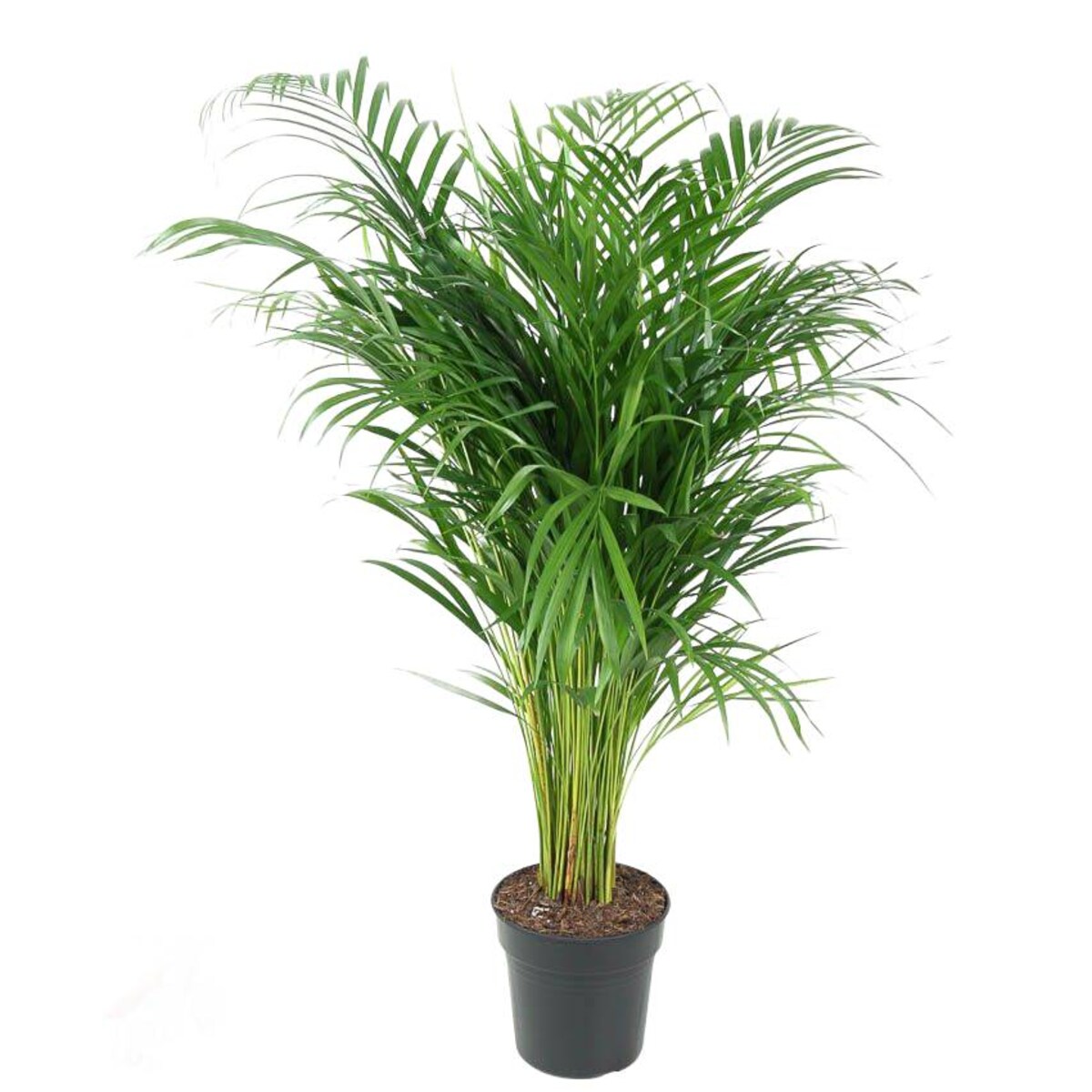 Dypsis Lutescens (Areca) – doniczka Ø 21 cm – wysokość 110 cm