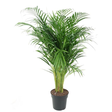 Dypsis Lutescens (Areca) – doniczka Ø 21 cm – wysokość 110 cm