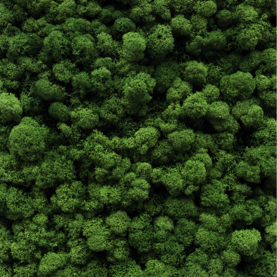 Obraz Głowa jelenia na drewnianym tle - mech chrobotek w białej ramie 40x60cm