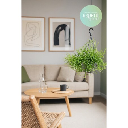 Rhipsalis heteroclada–roślina wisząca – doniczka Ø 17 cm – wysokość 25 cm