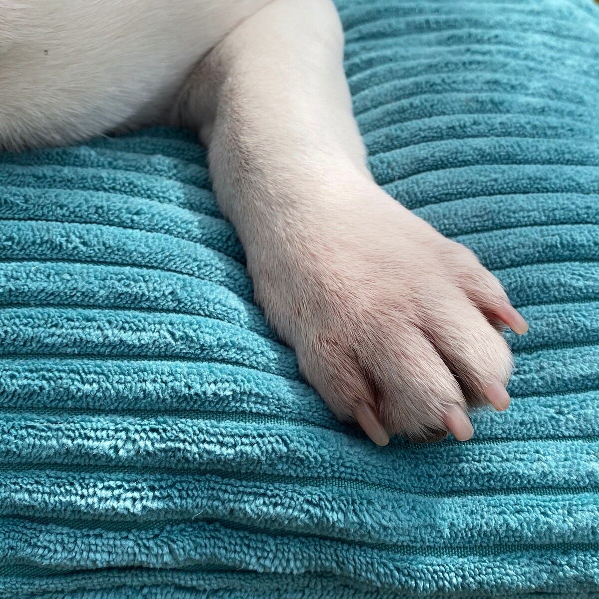 Poduszka dla psa ze sztruksu MOLLY, 120x100 cm, Turkus