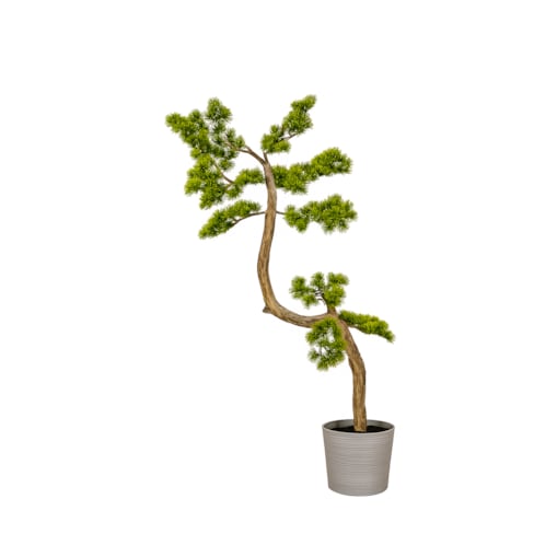 Bonsai iglaste na naturalnym pniu 155 cm