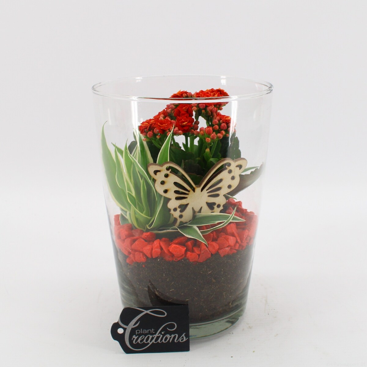 Kompozycja roślinna-Chlorophytum, Kalanchoe- doniczka 14cm wysokość 20cm