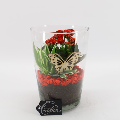 Kompozycja roślinna-Chlorophytum, Kalanchoe- doniczka 14cm wysokość 20cm