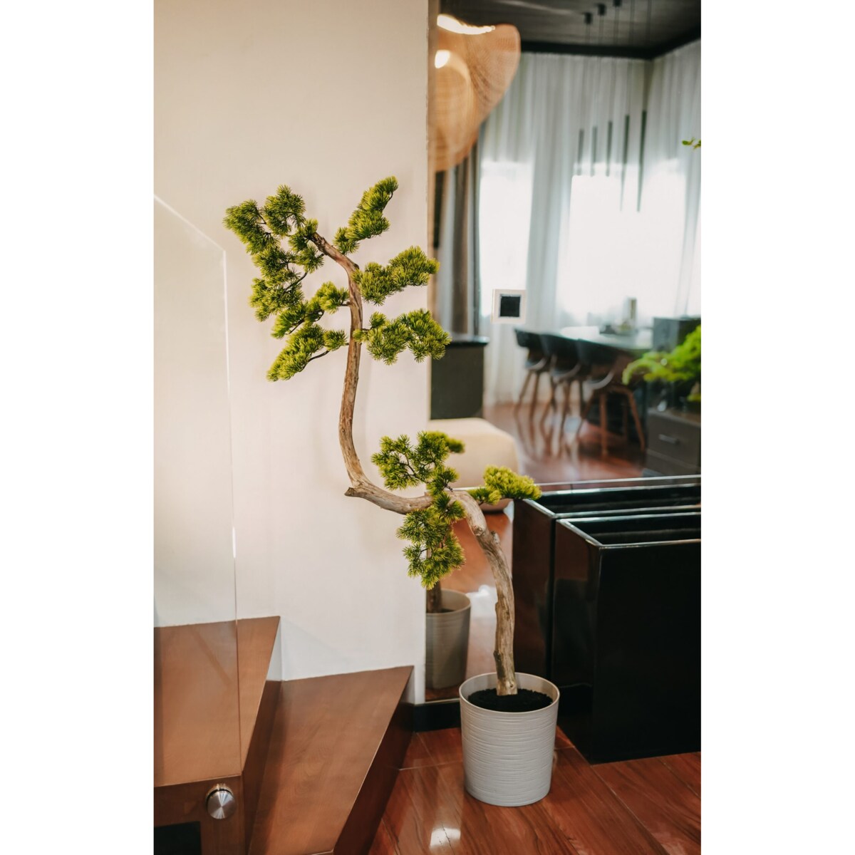 Bonsai iglaste na naturalnym pniu 155 cm