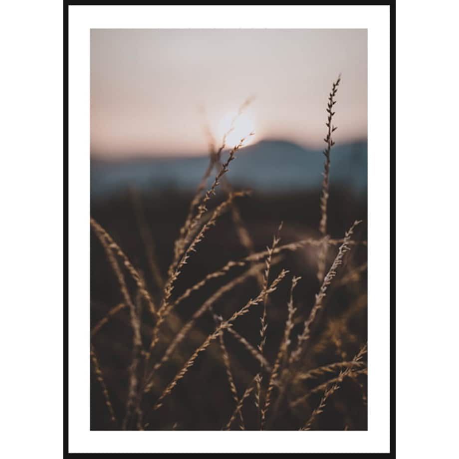 Poster Story, Plakat, Obraz - Delikatne Źdźbła Trawy, wymiary 42 x 60 cm