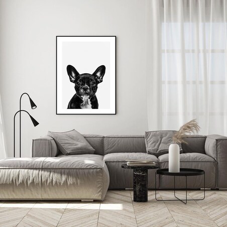 Poster Story, Plakat, Obraz - Czarny Buldog Francuski, wymiary 60 x 84 cm