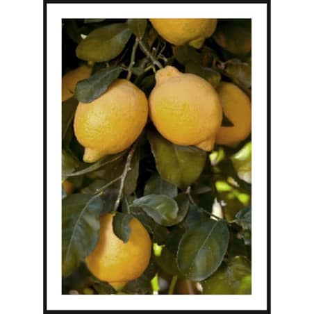 Poster Story, Plakat, Obraz - Drzewo Cytrynowe, wymiary 60 x 84 cm