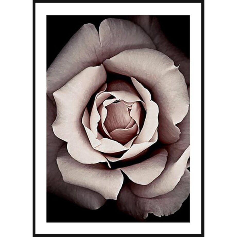 Poster Story, Plakat, Obraz - Rozkwitająca Róża, wymiary 21 x 30 cm