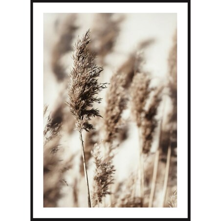 Poster Story, Plakat, Obraz - Brązowe Trzciny, wymiary 50 x 70 cm
