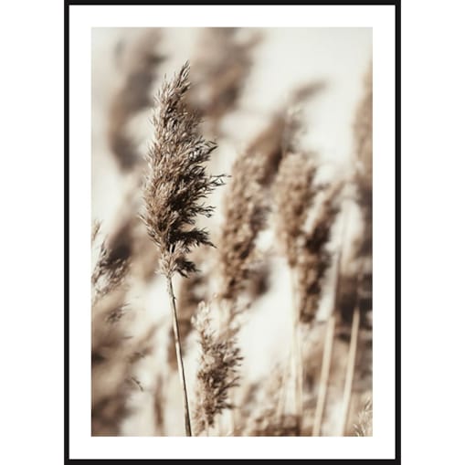 Poster Story, Plakat, Obraz - Brązowe Trzciny, wymiary 50 x 70 cm