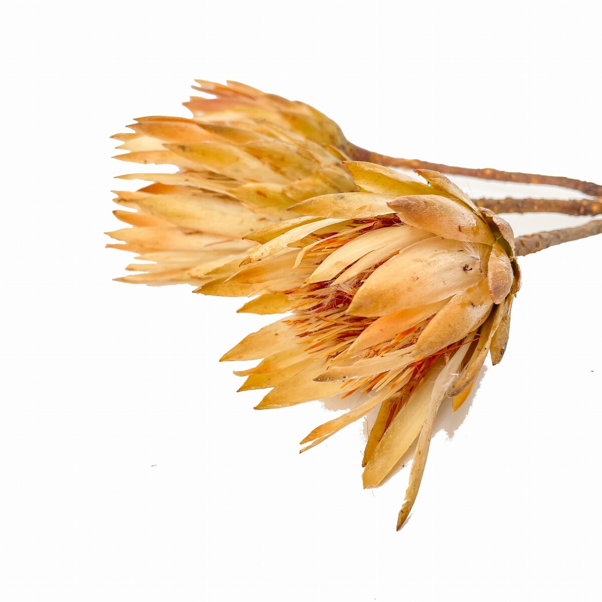 Suszona protea kremowa