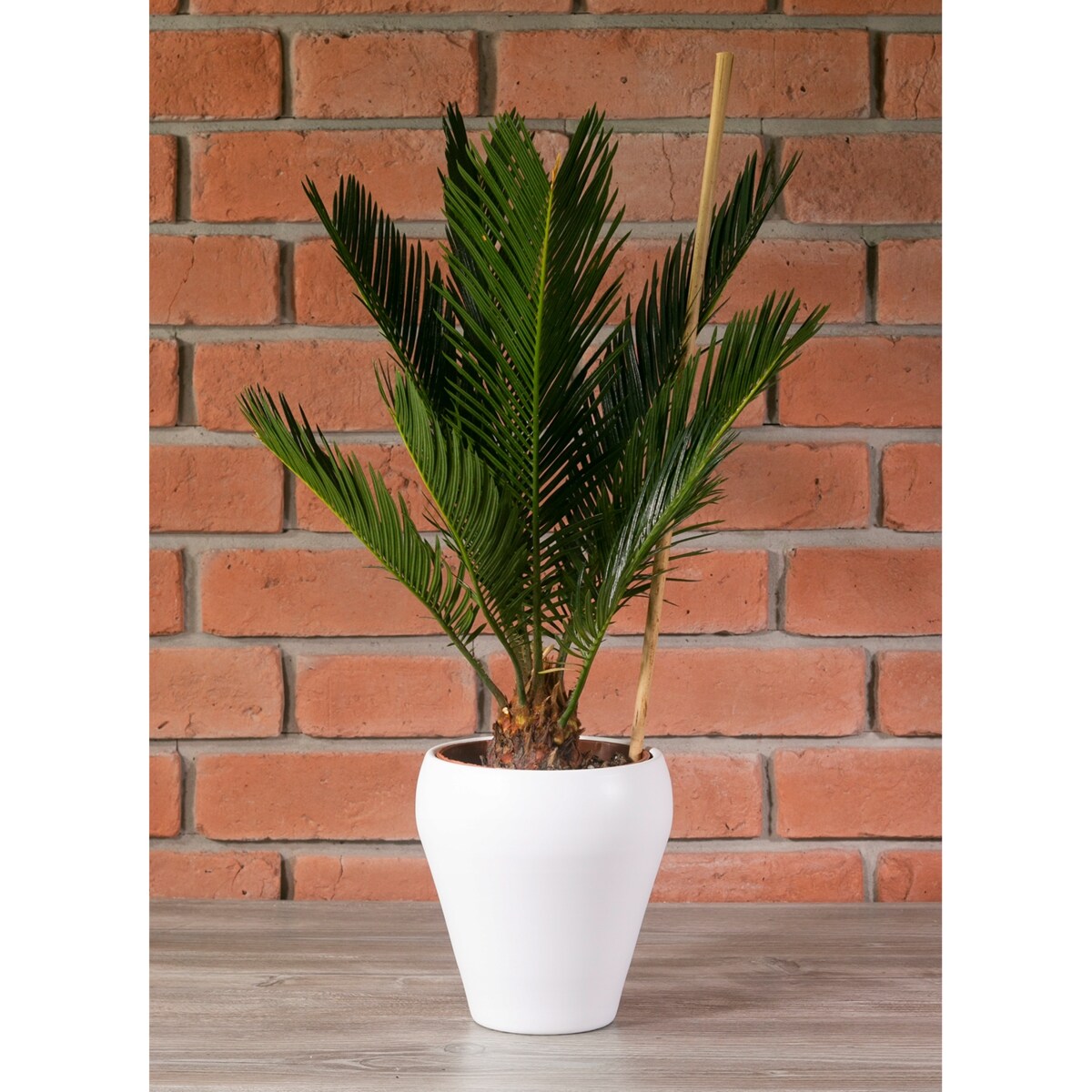 DONICA BELLA ceramiczna BIAŁY MAT śr. 16cm