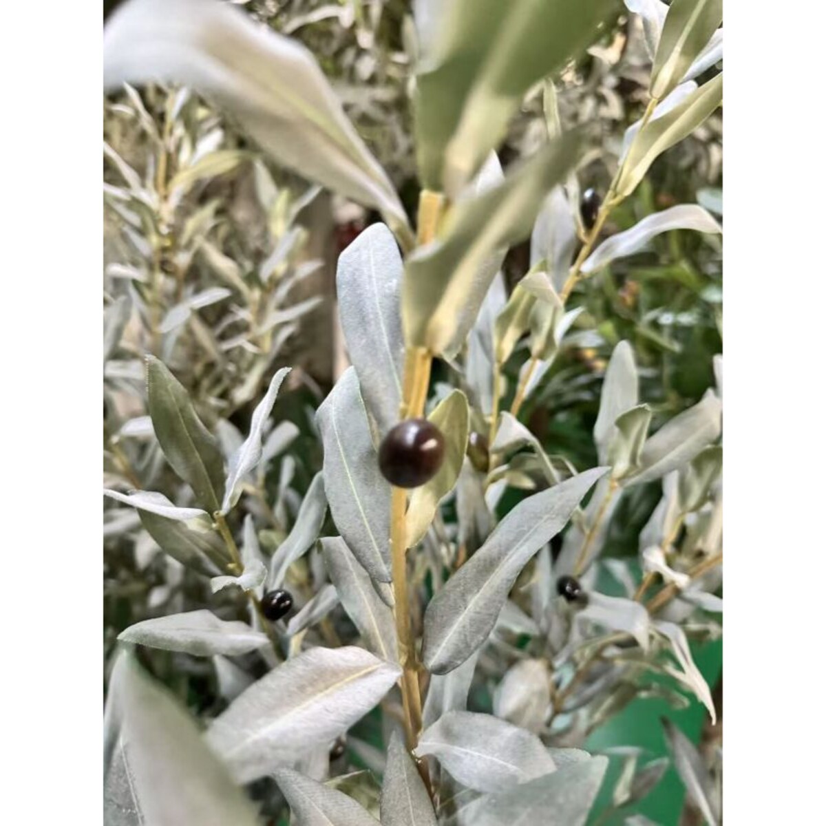 DUZE DRZEWKO OLIWNE SZARE 160 cm