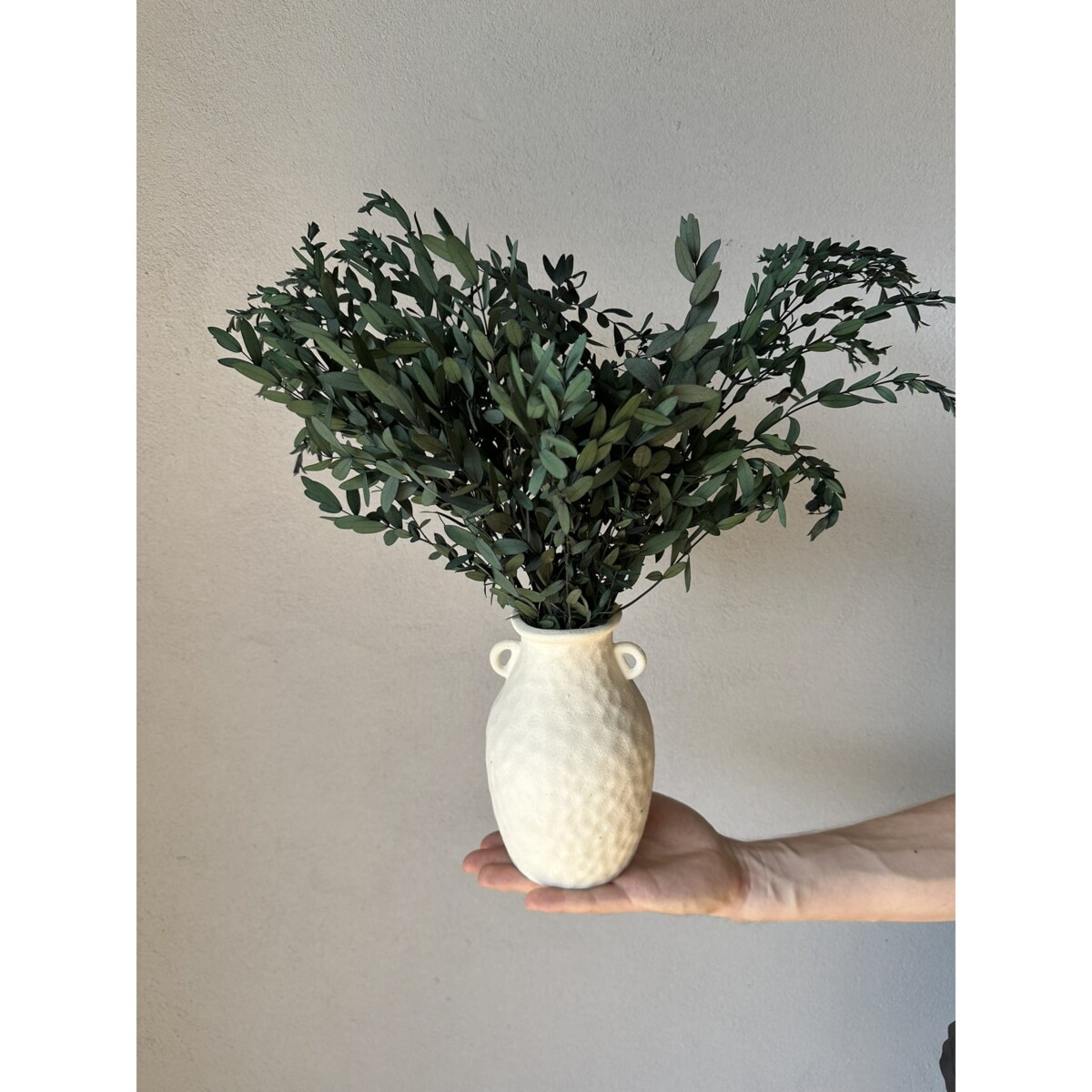 Eukaliptus stabilizowany Parvi (Parvifolia) zielony - liście eukaliptusa