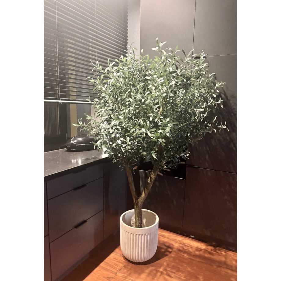 Drzewo oliwka gęsta na naturalnym pniu 170 cm