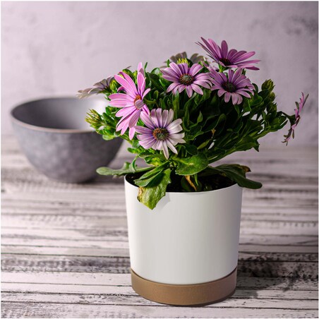 Doniczka Ogrodowa 23,9Cm Z Podstawką Do Domu Donica Plastikowa Gładka Biała