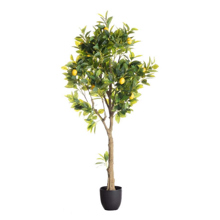 Drzewko Cytrynowe 146cm, 18 x 18 x 146 cm