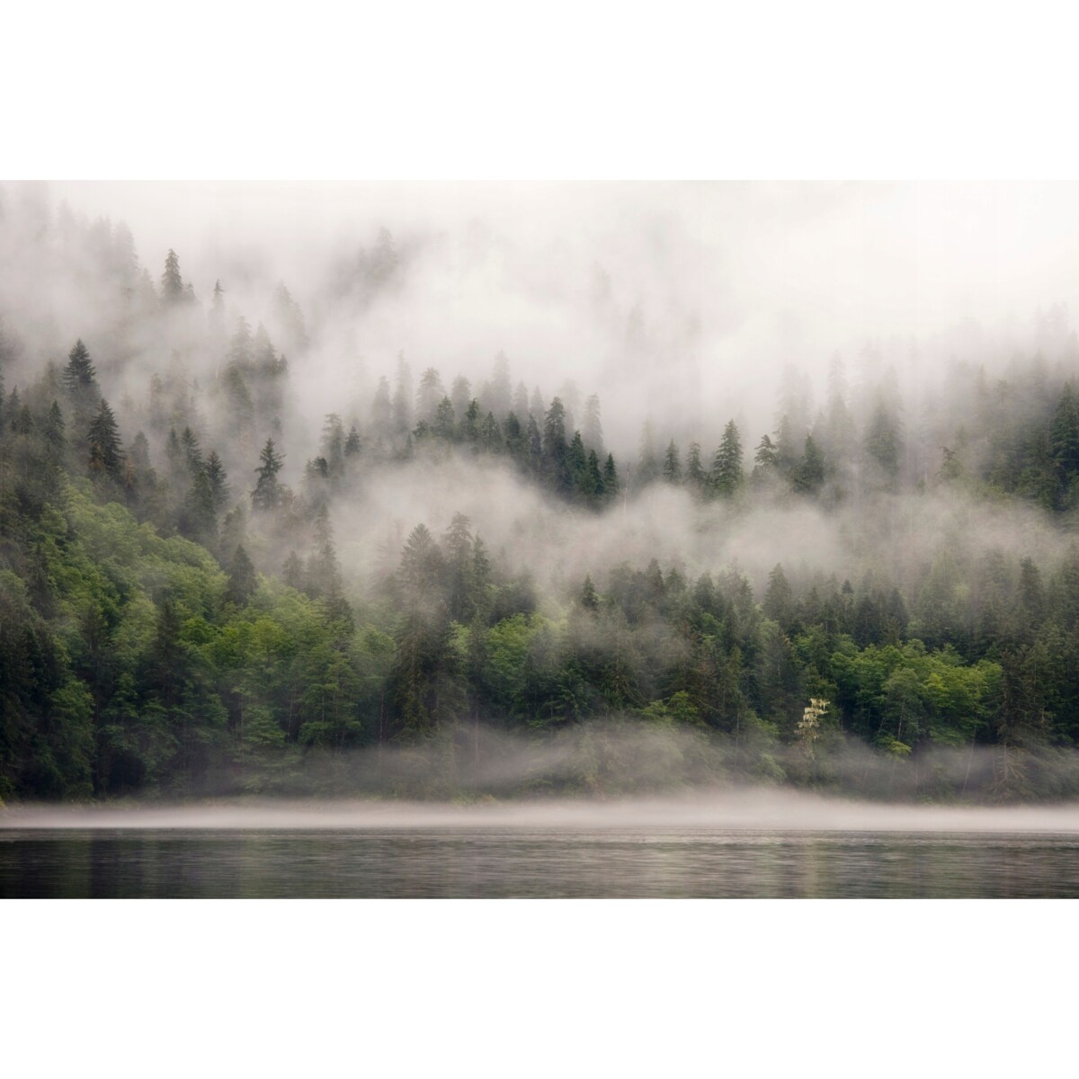 FOTOTAPETA 01-LAS_WE_MGLE DO SYPIALNI SALONU TAPETA ŚCIENNA 150x105