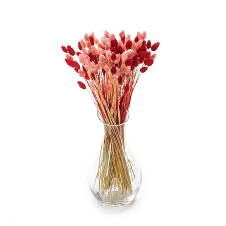 Zestaw duo suszonych traw phalaris jasnoróżowy & phalaris czerwony