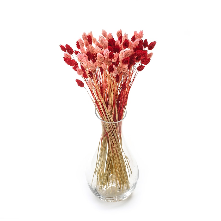 Zestaw duo suszonych traw phalaris jasnoróżowy & phalaris czerwony