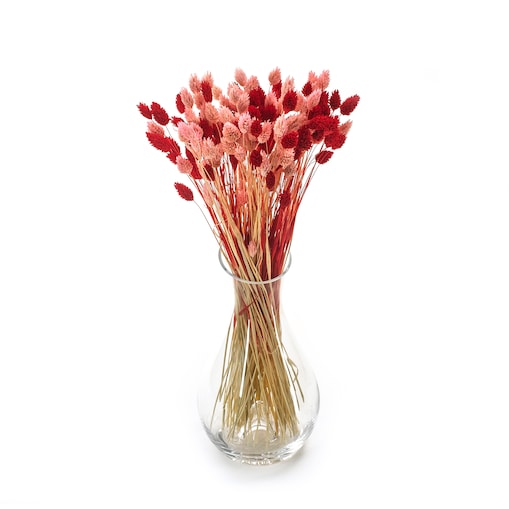 Zestaw duo suszonych traw phalaris jasnoróżowy & phalaris czerwony