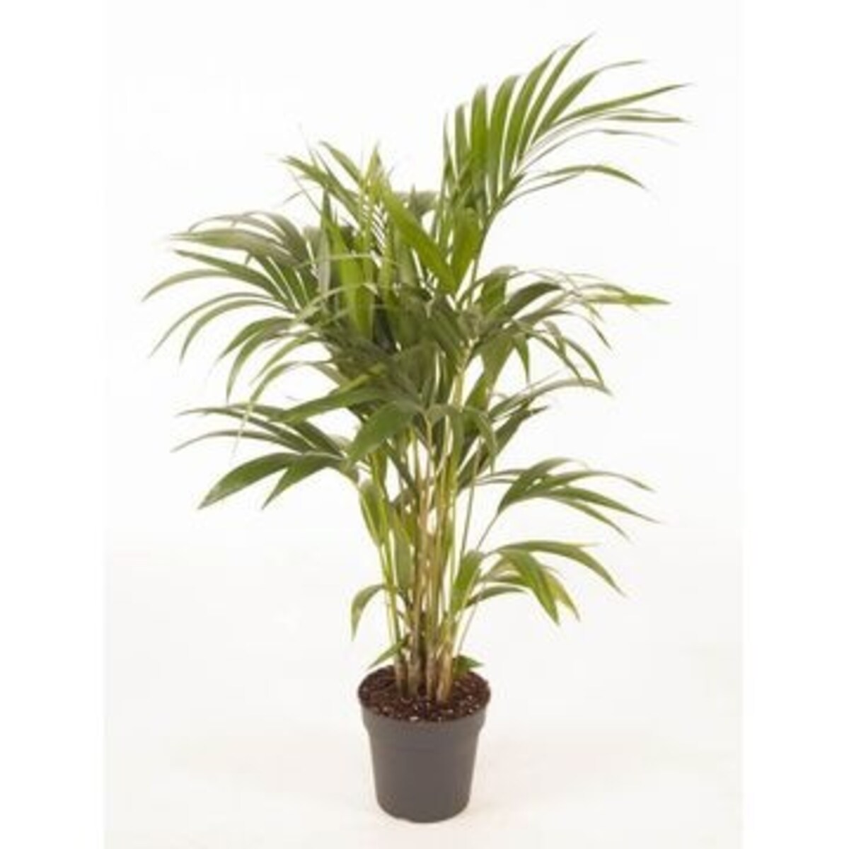 Howea forsteriana (Kentia) – XXL – doniczka Ø 21 cm – wysokość 120 cm