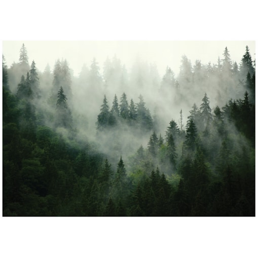 FOTOTAPETA LAS WE MGLE DO SYPIALNI SALONU TAPETA ŚCIENNA FLIZELINA 250x175