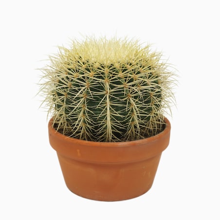 Echinocactus grusonii XXL | Doniczka Ø 17 cm | Wysokość ok. 24 cm