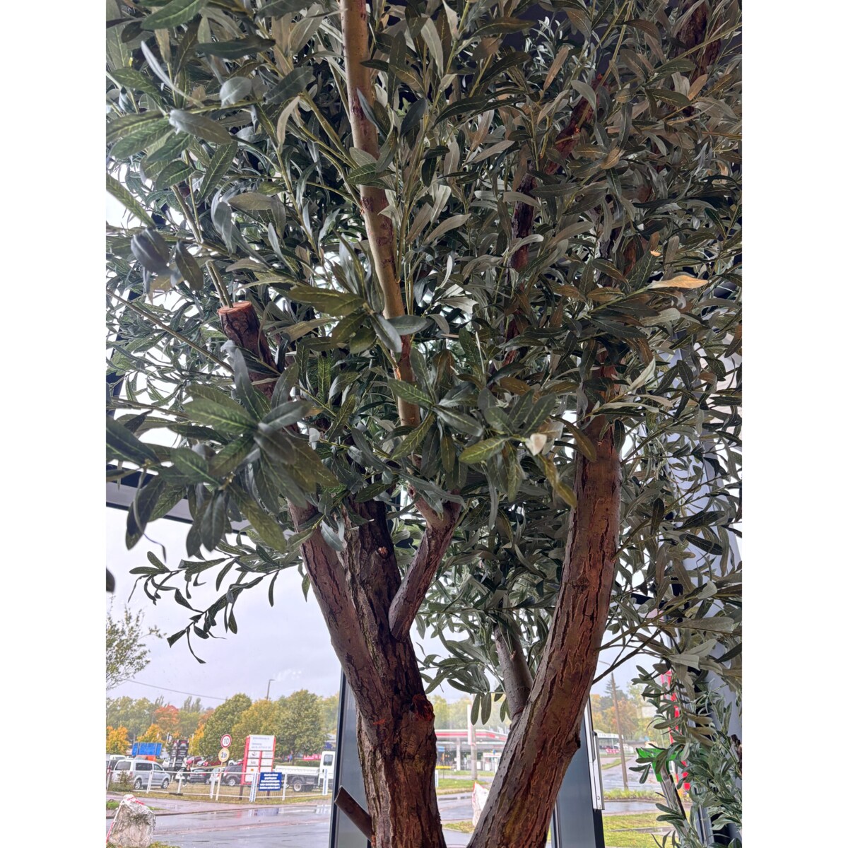Drzewo oliwne 3,5 mx3,5 m na naturalnym pniu