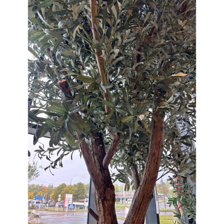 Drzewo oliwne 3,5 mx3,5 m na naturalnym pniu