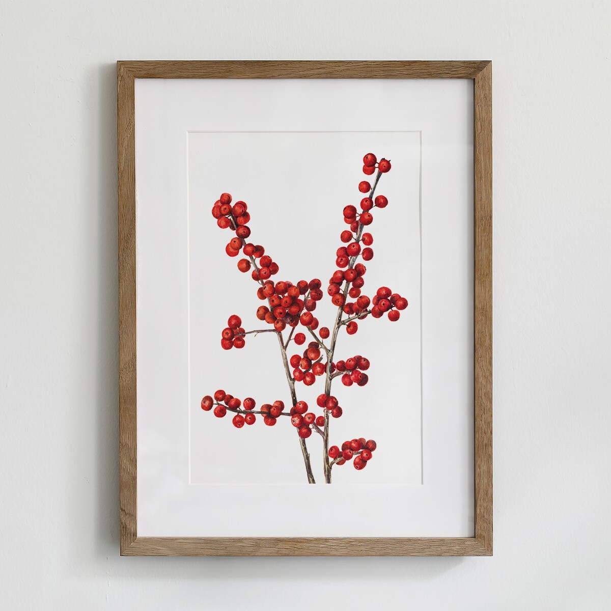 Plakat Ostrokrzew Okółkowy 30x40cm