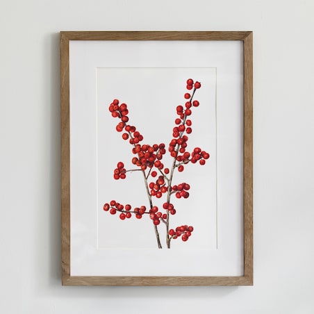 Plakat Ostrokrzew Okółkowy 30x40cm