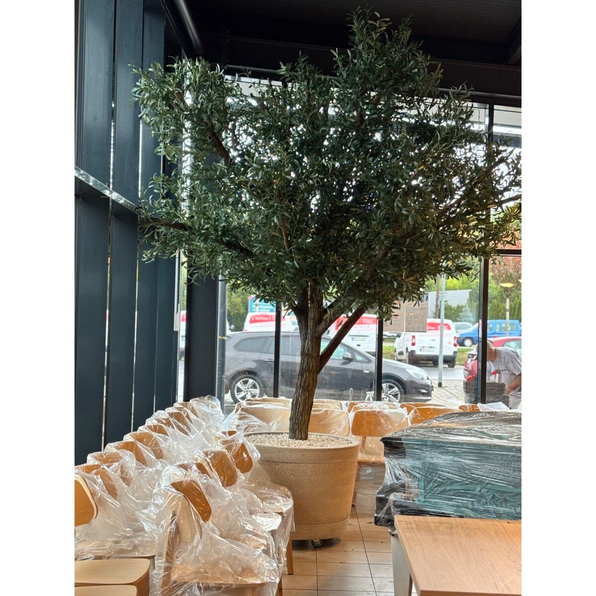 Drzewo oliwne 3,5 mx3,5 m na naturalnym pniu