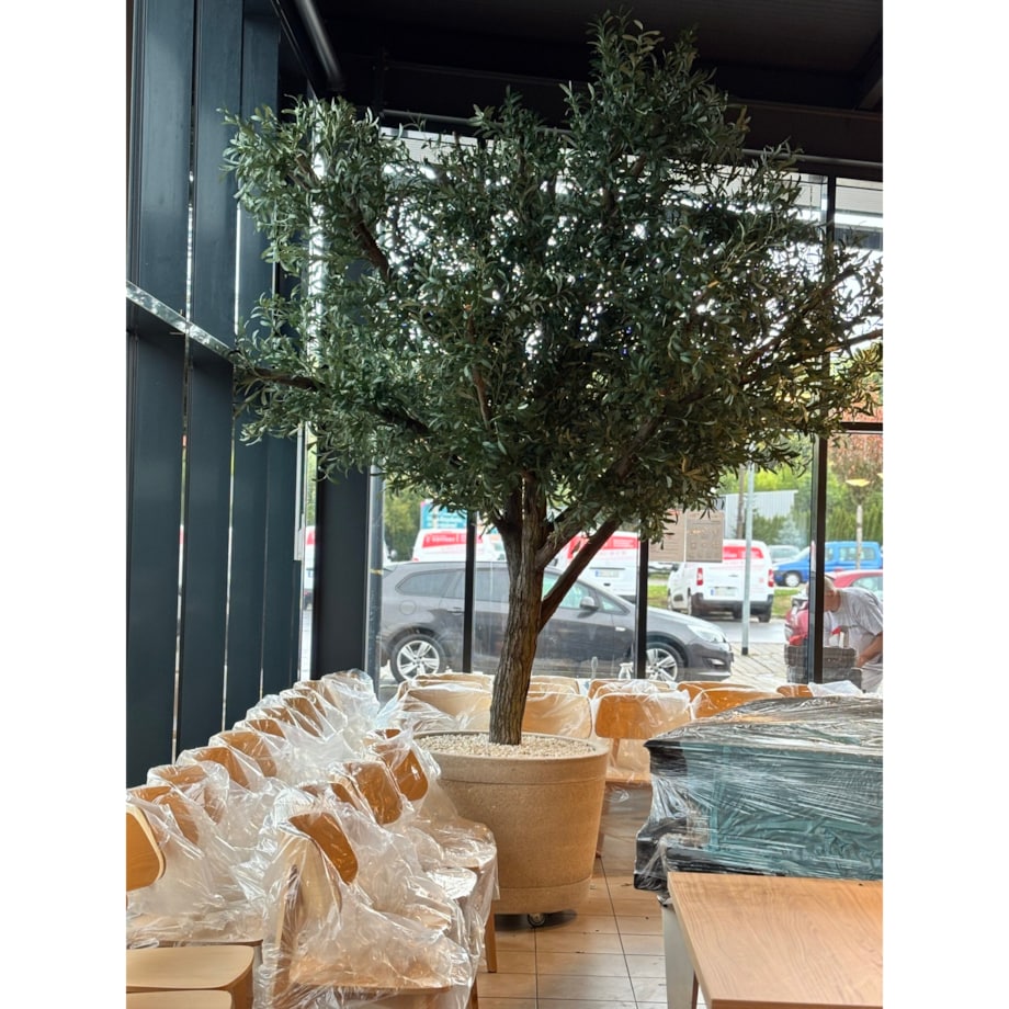 Drzewo oliwne 3,5 mx3,5 m na naturalnym pniu