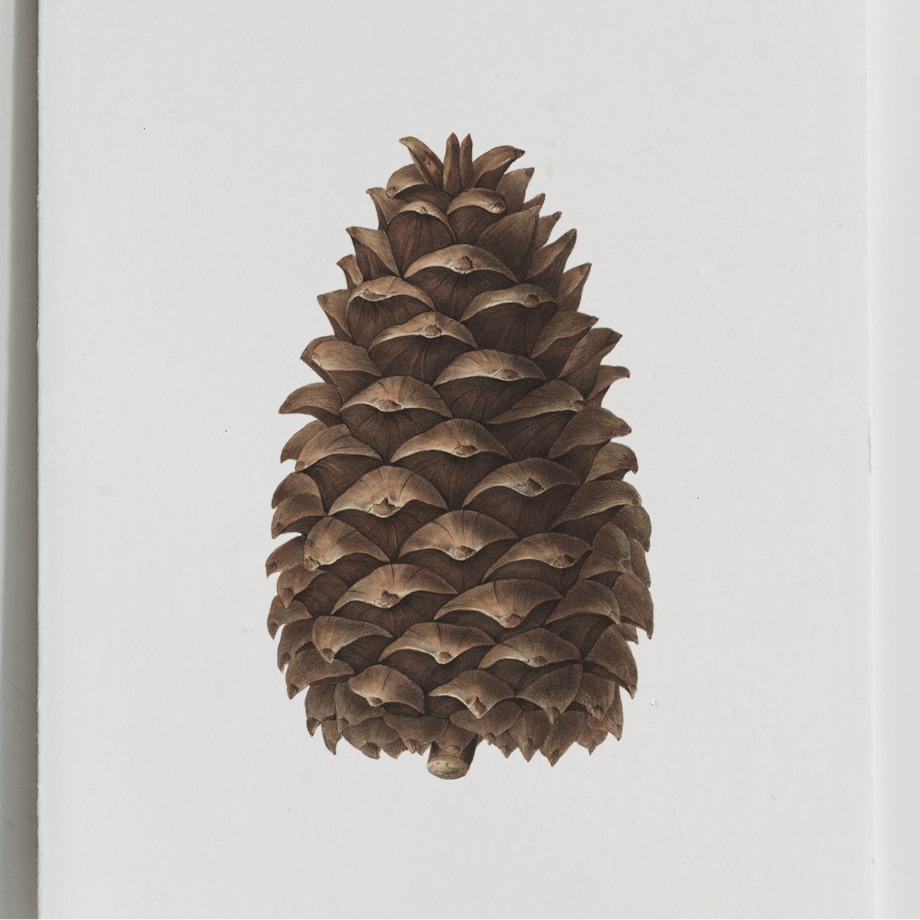 Plakat Szyszka 30x40cm