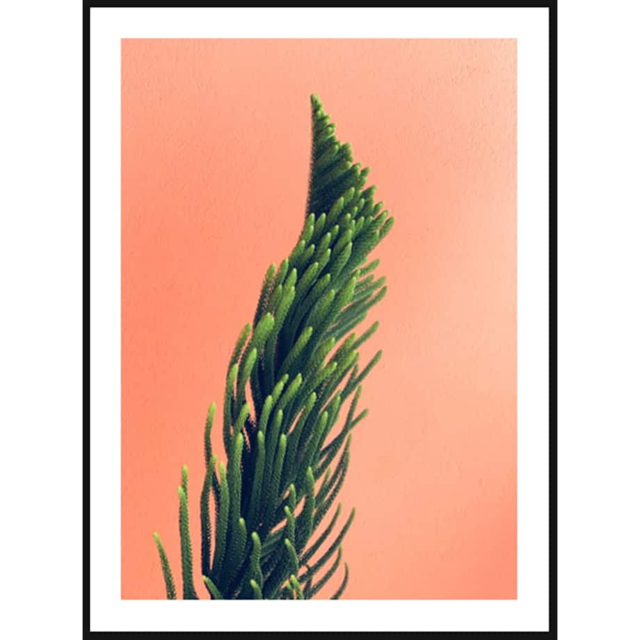 Poster Story, Plakat, Obraz - Kaktus na Pomarańczowym Tle, wymiary 30 x 42 cm