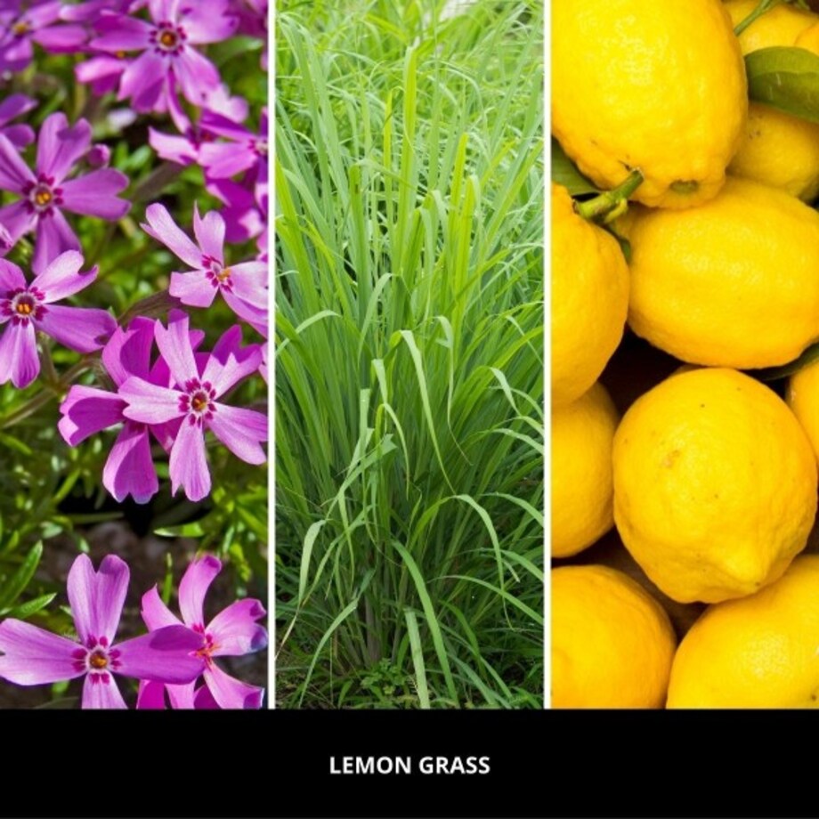 Millefiori olejek zapachowy LEMON GRASS