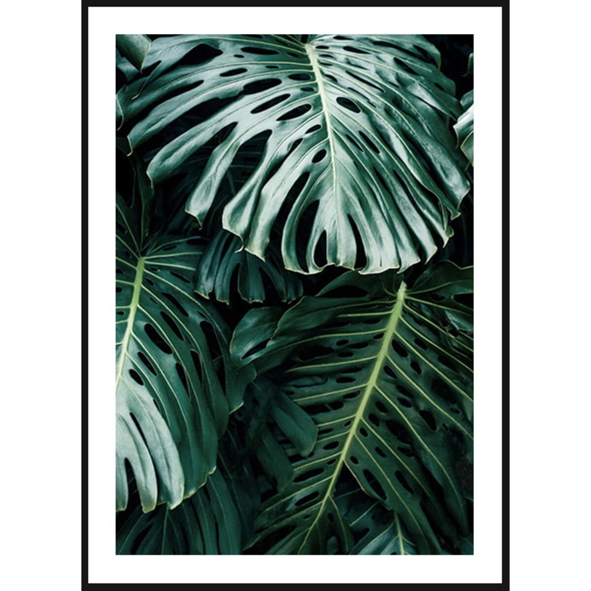 Poster Story, Plakat, Obraz - Liście Monstery na Czarnym Tle, wymiary 30 x 42 cm