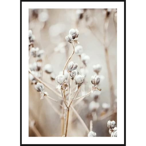 Poster Story, Plakat, Obraz - Bawełna na Łące, wymiary 42 x 60 cm